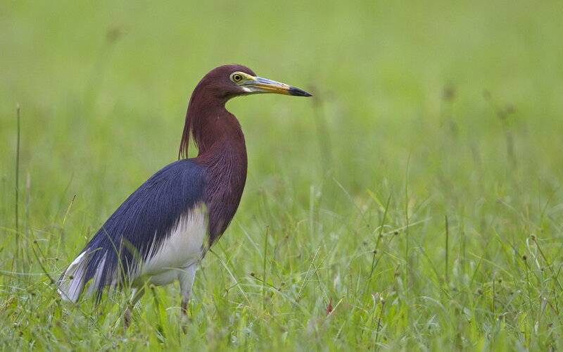 Purple Heron in Grass