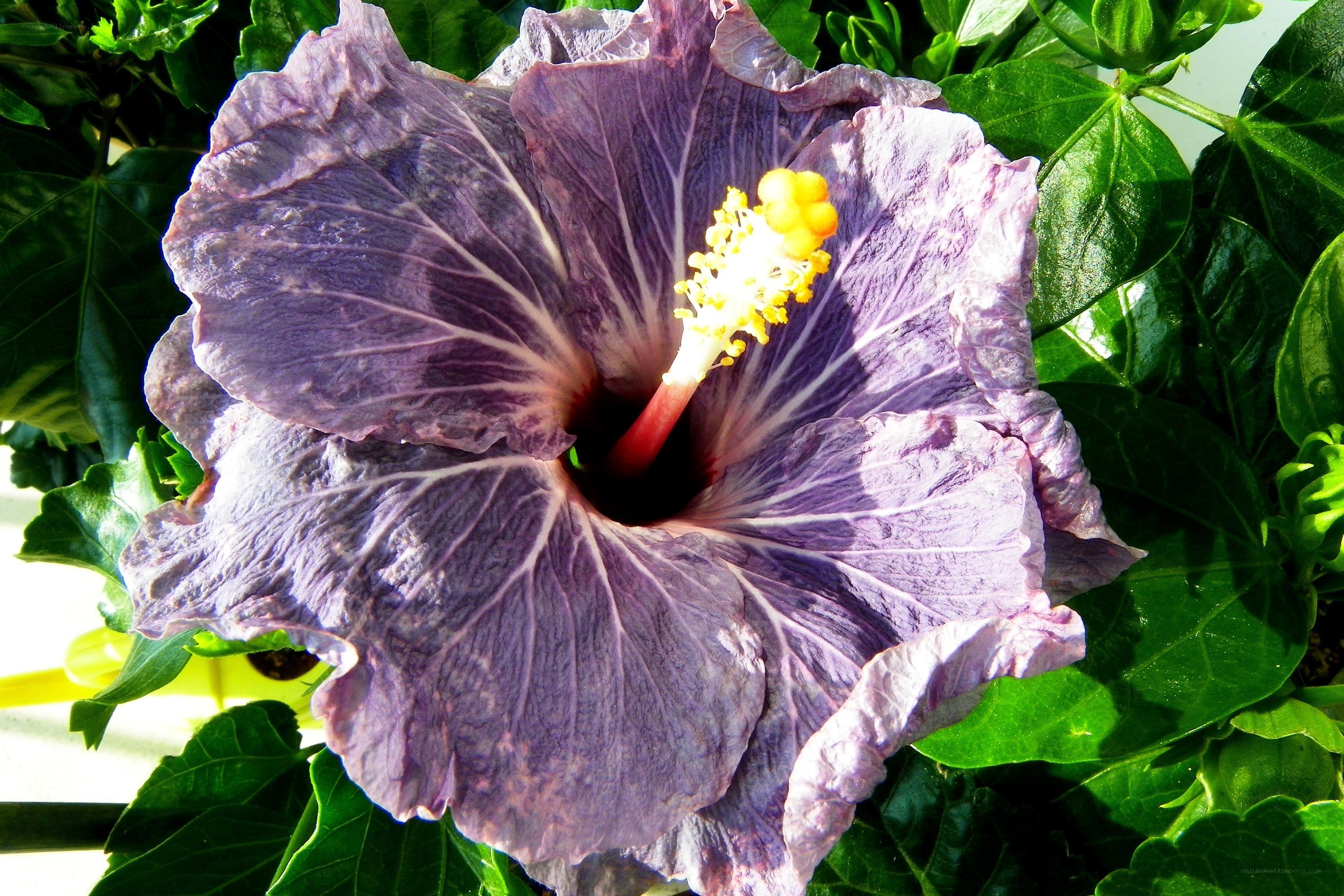 purple hibiscus flower