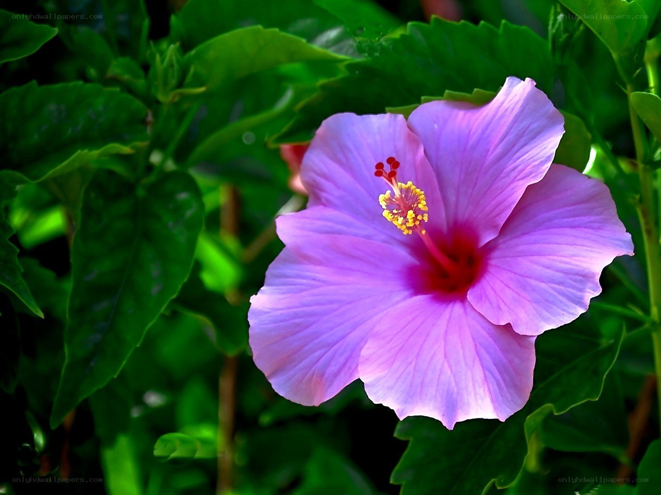 purple hibiscus flower