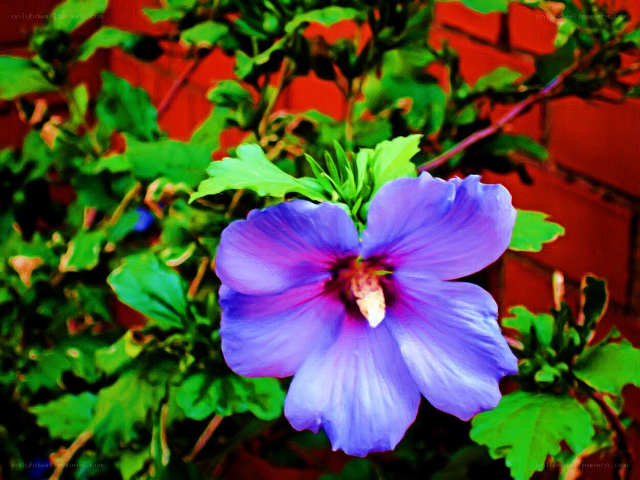 Purple hibiscus flower