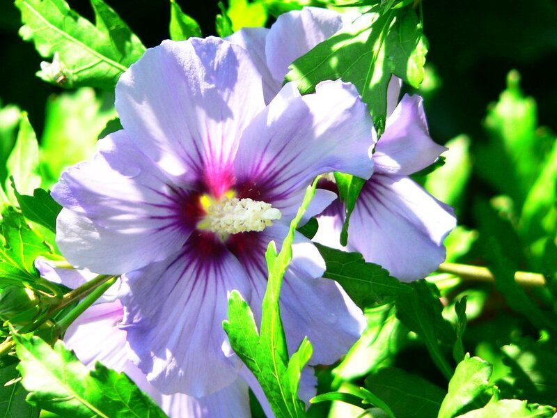 purple hibiscus flower