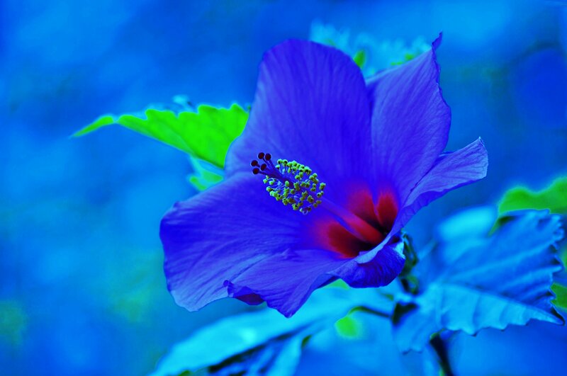 Purple Hibiscus Flower — Blue