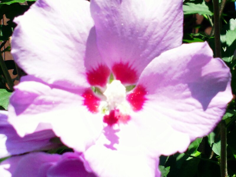 Purple Hibiscus Flower — Bright