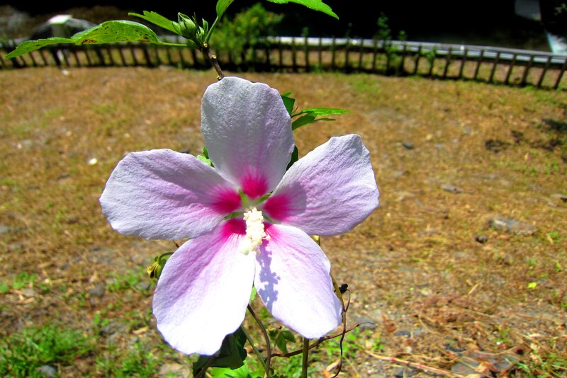 Purple Hibiscus Flower — Calm, Afternoon
