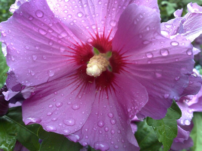 Purple Hibiscus Flower — Calm, Morning