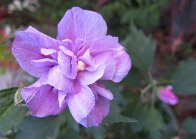 Purple Hibiscus Flower — Calm, Photograph, Green Leaves, Bud