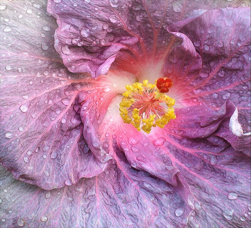 Purple Hibiscus Flower — Calm, Photograph