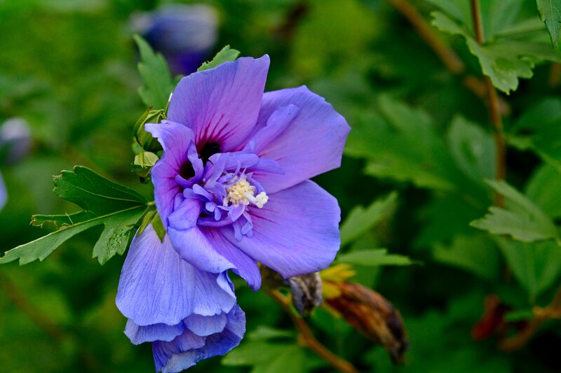 Purple Hibiscus Flower — Calm, Summer