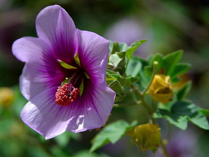 Purple Hibiscus Flower — Calm