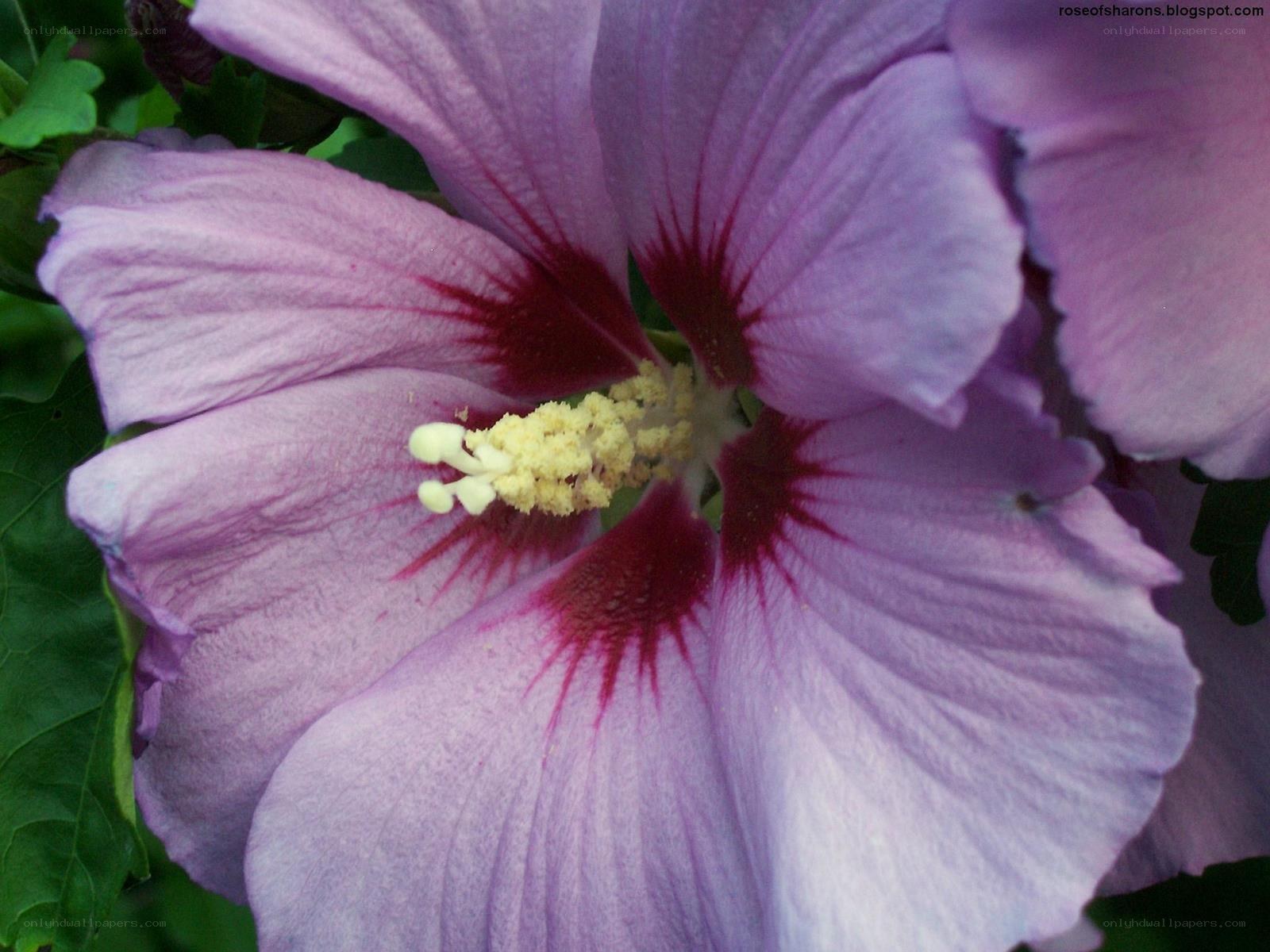 purple hibiscus flower close-up
