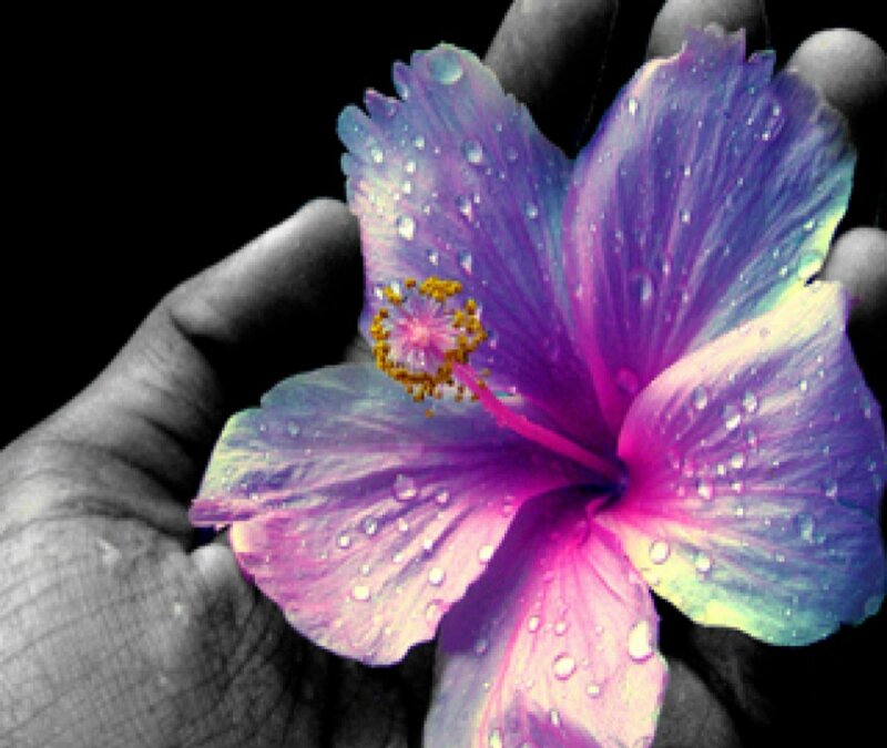 Purple Hibiscus Flower — Dramatic, Photograph, Hand