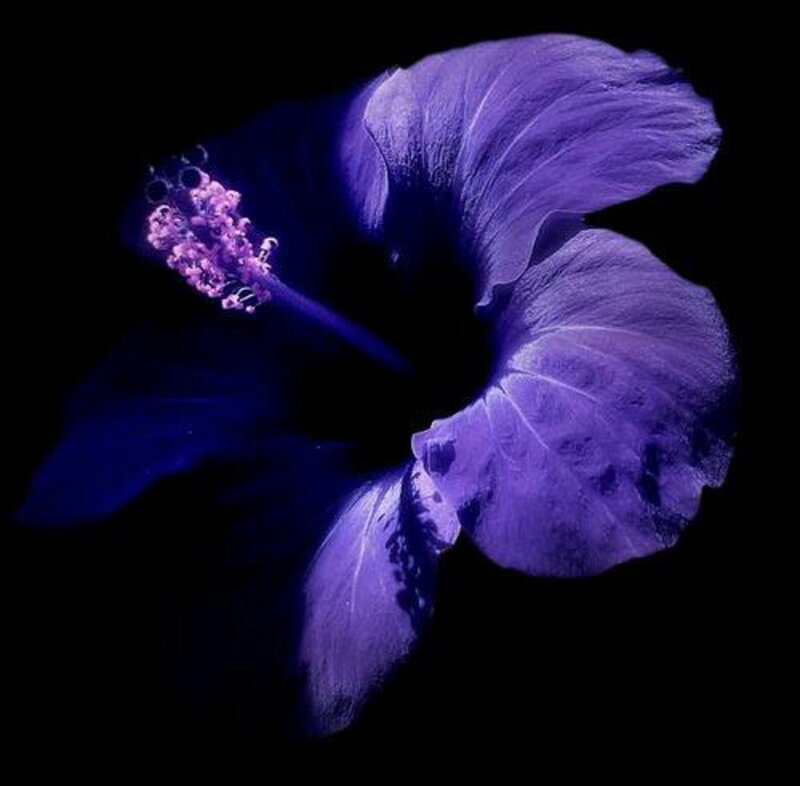 Purple Hibiscus Flower — Dramatic, Photograph