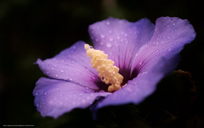 Purple Hibiscus Flower — Dramatic, Photograph, Water Droplets