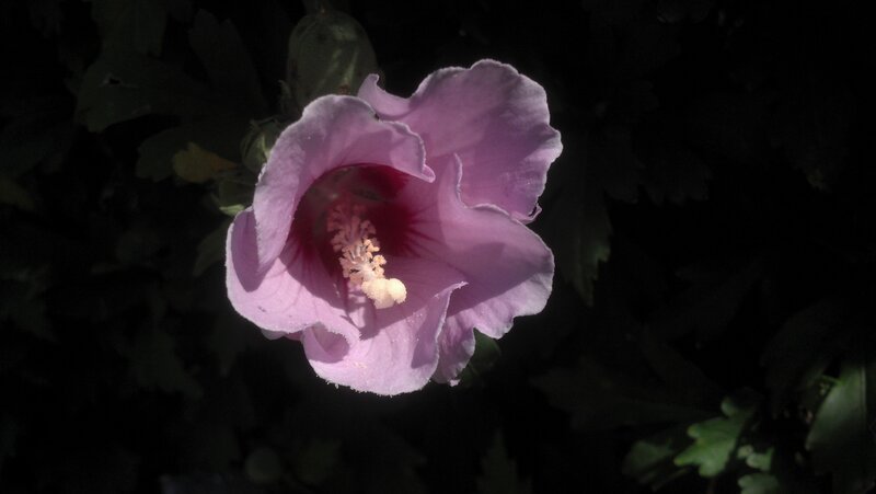 Purple Hibiscus Flower — Dramatic