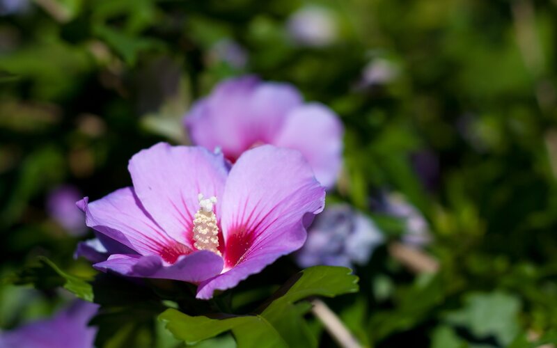 Purple hibiscus flower in bloom