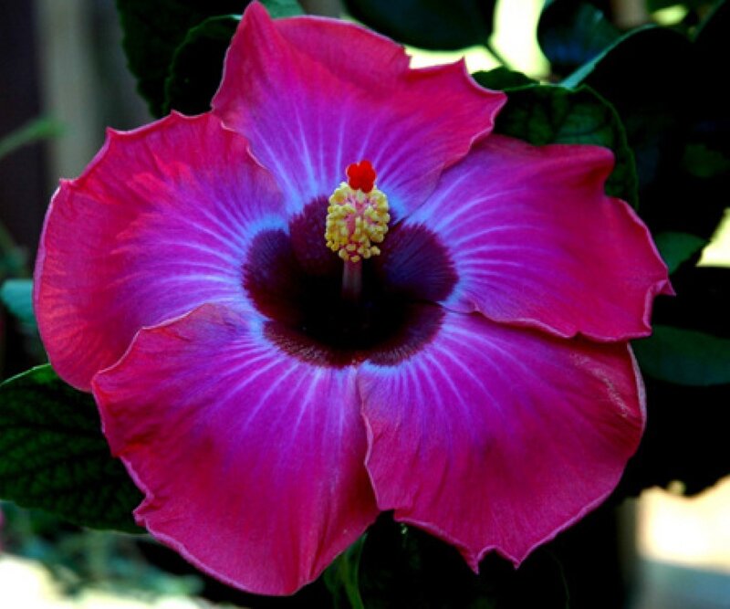 Purple Hibiscus Flower — Magenta