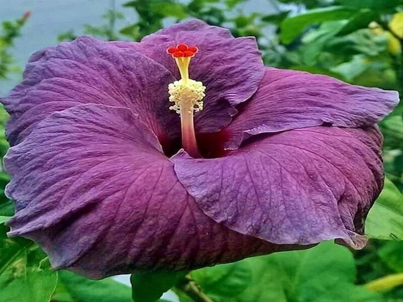 Purple Hibiscus Flower — Natural, Afternoon, Photograph