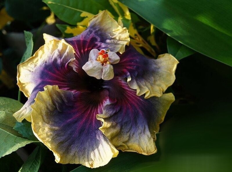 Purple Hibiscus Flower — Natural, Afternoon