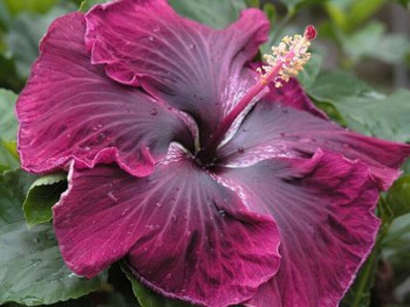Purple Hibiscus Flower — Natural, Photograph, Green Leaves