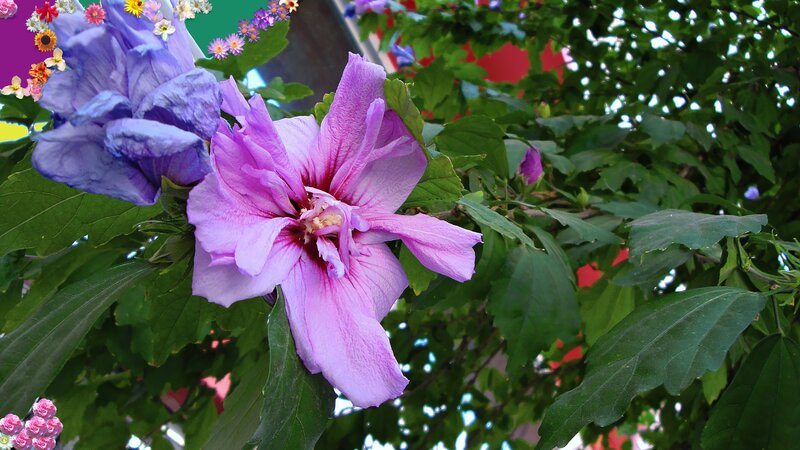Purple Hibiscus Flower — Natural, Summer