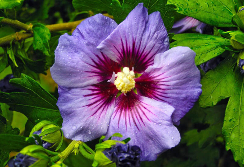 Purple Hibiscus Flower — Natural