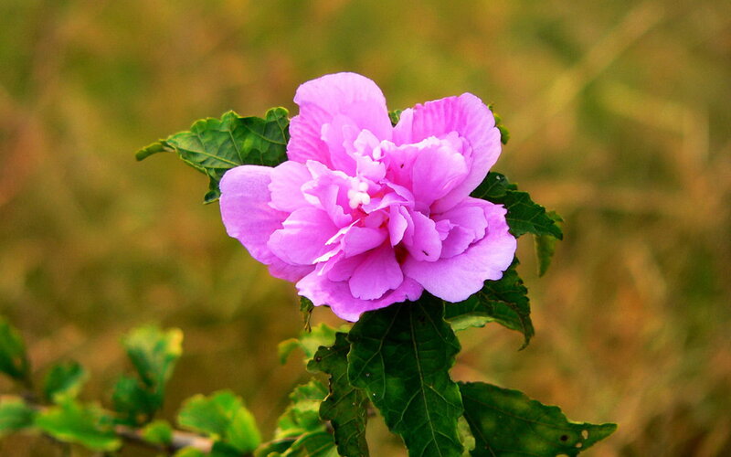 Purple Hibiscus Flower — Pink