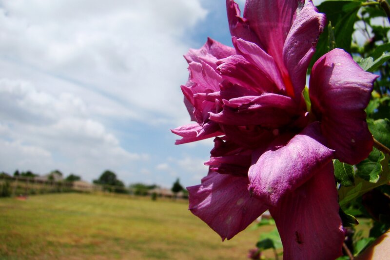 Purple Hibiscus Flower — Serene, Afternoon, Photograph, Sky
