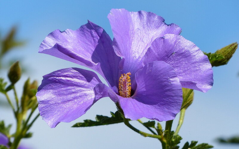 Purple Hibiscus Flower — Serene, Afternoon, Photograph, Stem