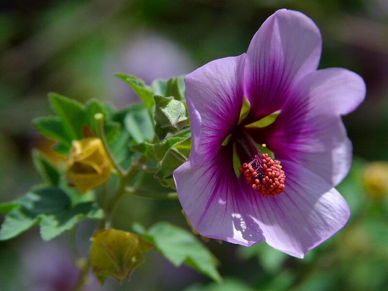 Purple Hibiscus Flower — Serene, Afternoon, Photograph