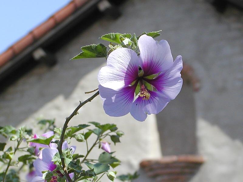 Purple Hibiscus Flower — Serene, Afternoon