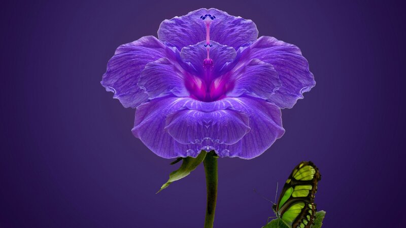 Purple Hibiscus Flower — Serene, Photograph, Butterfly, Stem