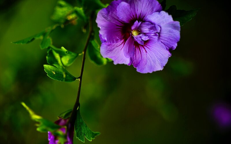 Purple Hibiscus Flower — Serene, Photograph