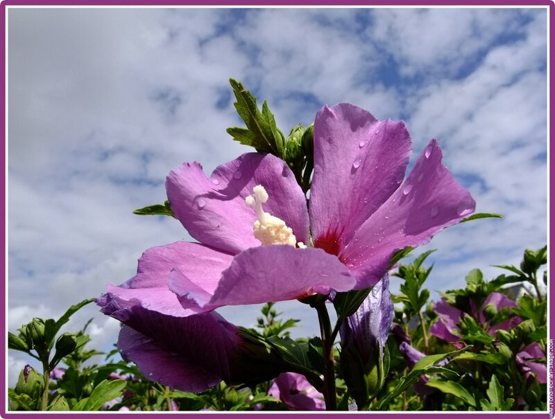 Purple Hibiscus Flower — Serene