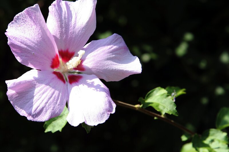 purple hibiscus flower