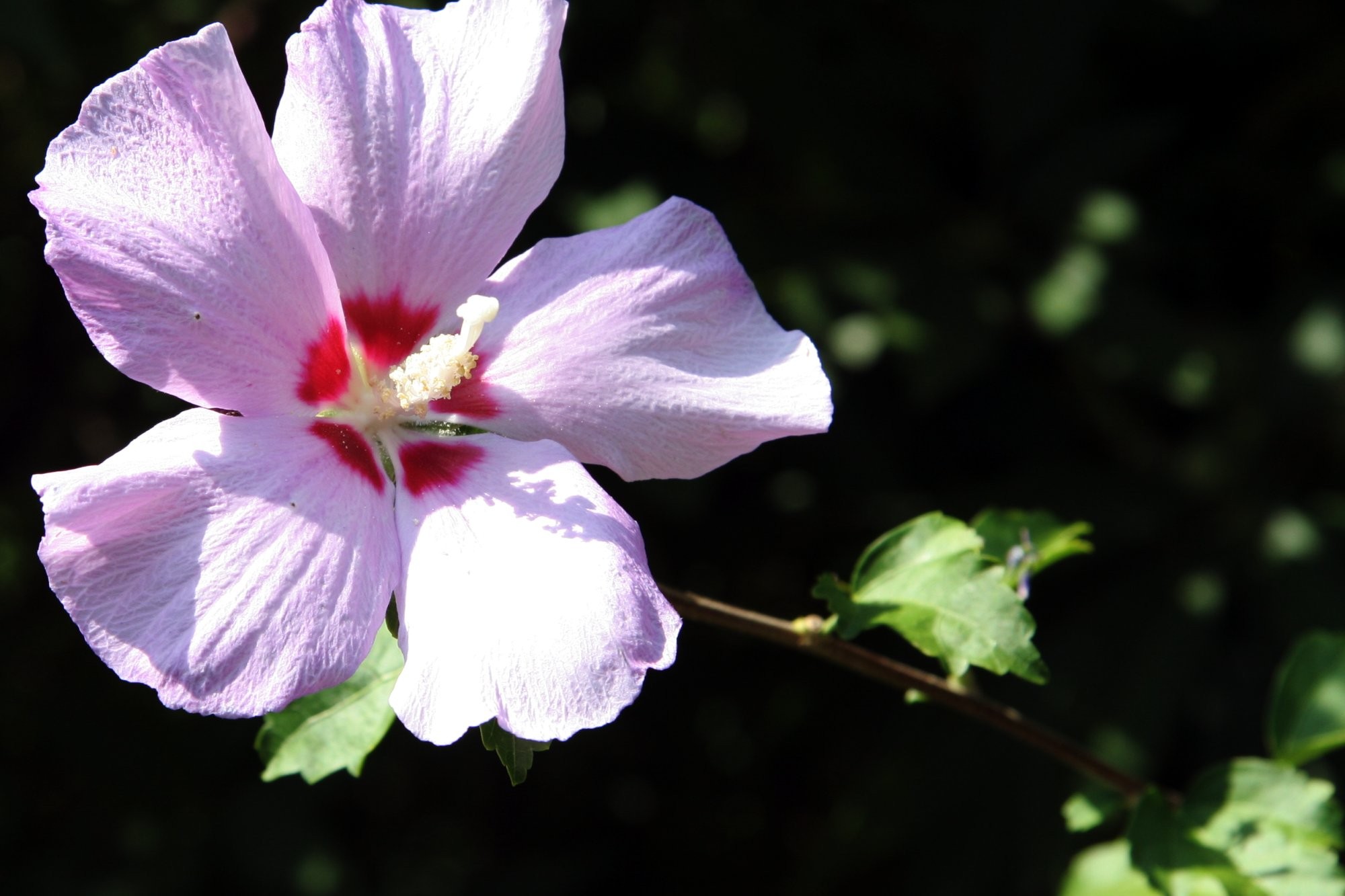 purple hibiscus flower