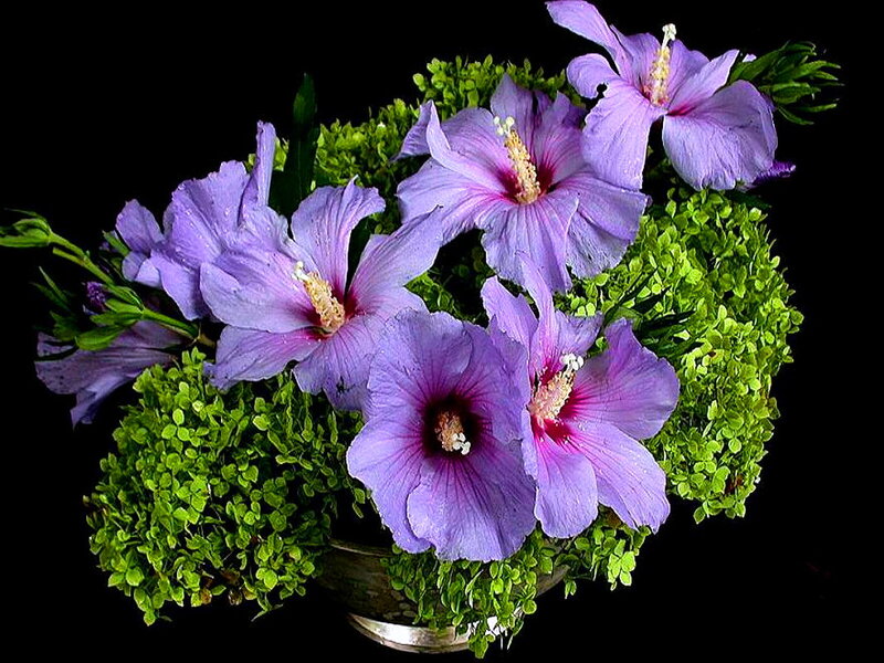 Purple Hibiscus Flowers — Dramatic