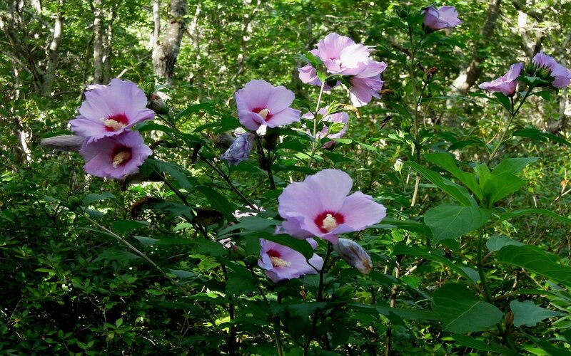 Purple Hibiscus Flowers — Serene, Afternoon