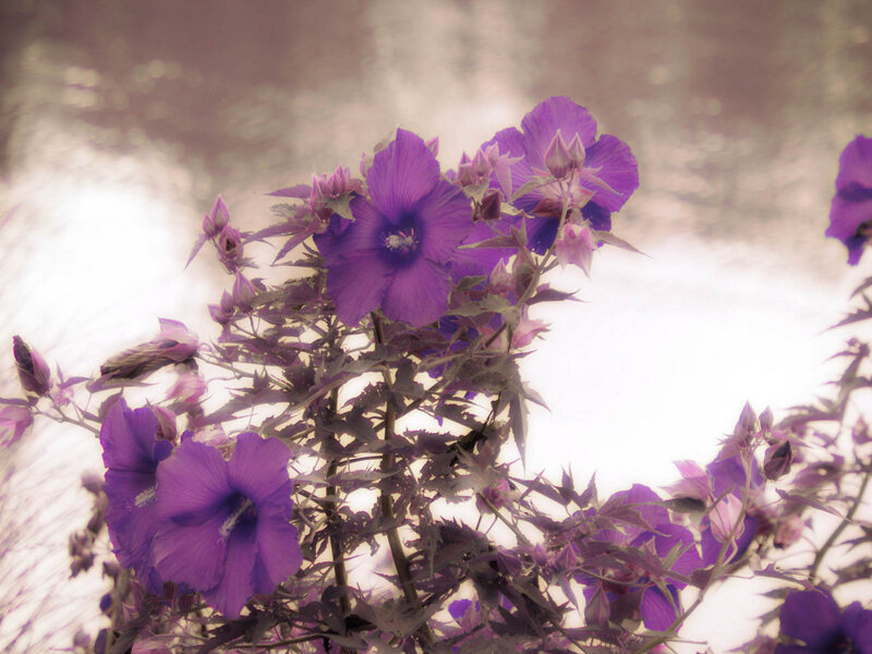 Purple Hibiscus Flowers — Serene, Photograph