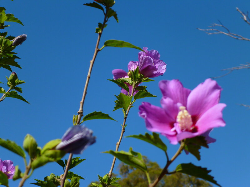 Purple Hibiscus Flowers — Serene