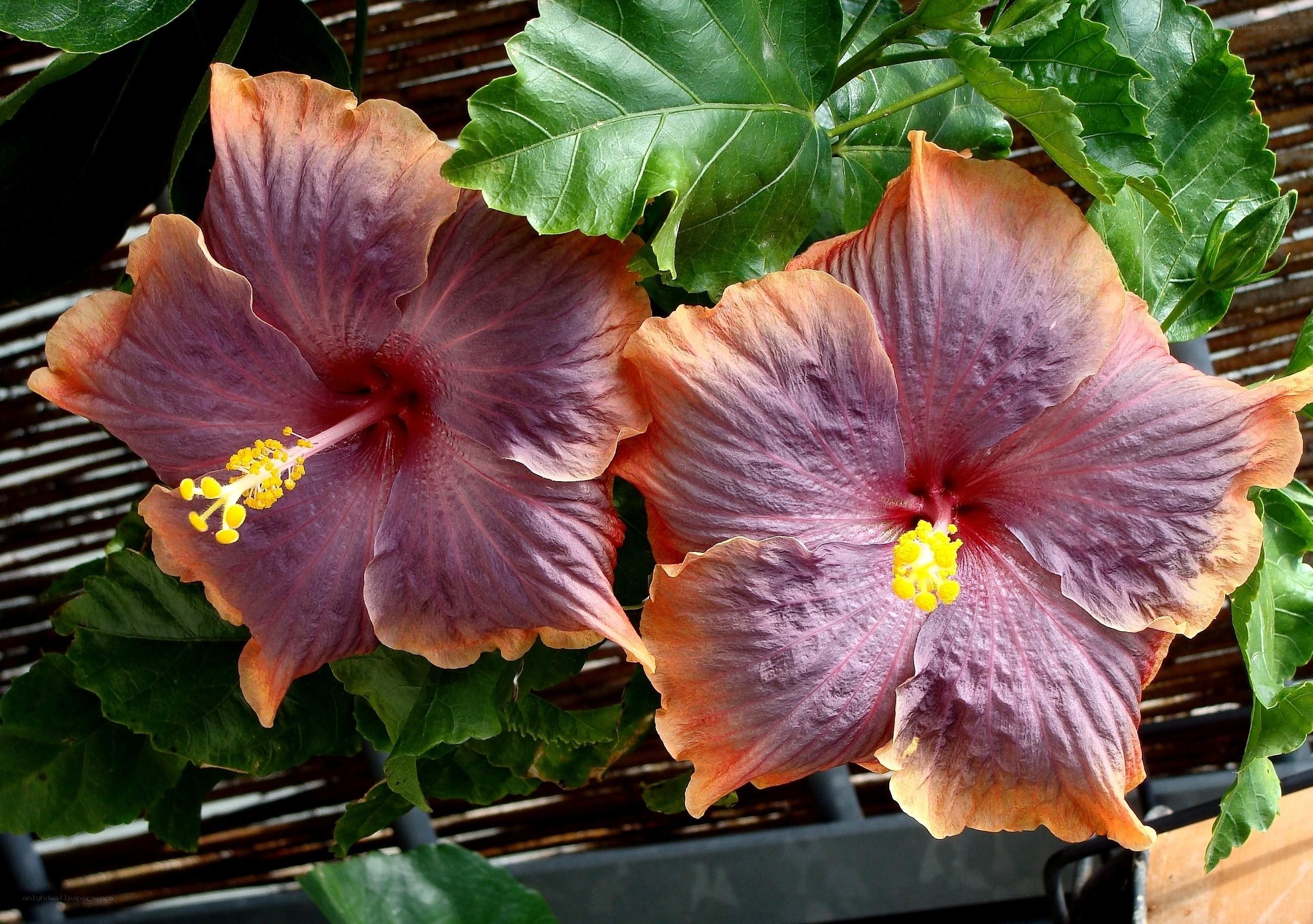 Purple hibiscus flowers