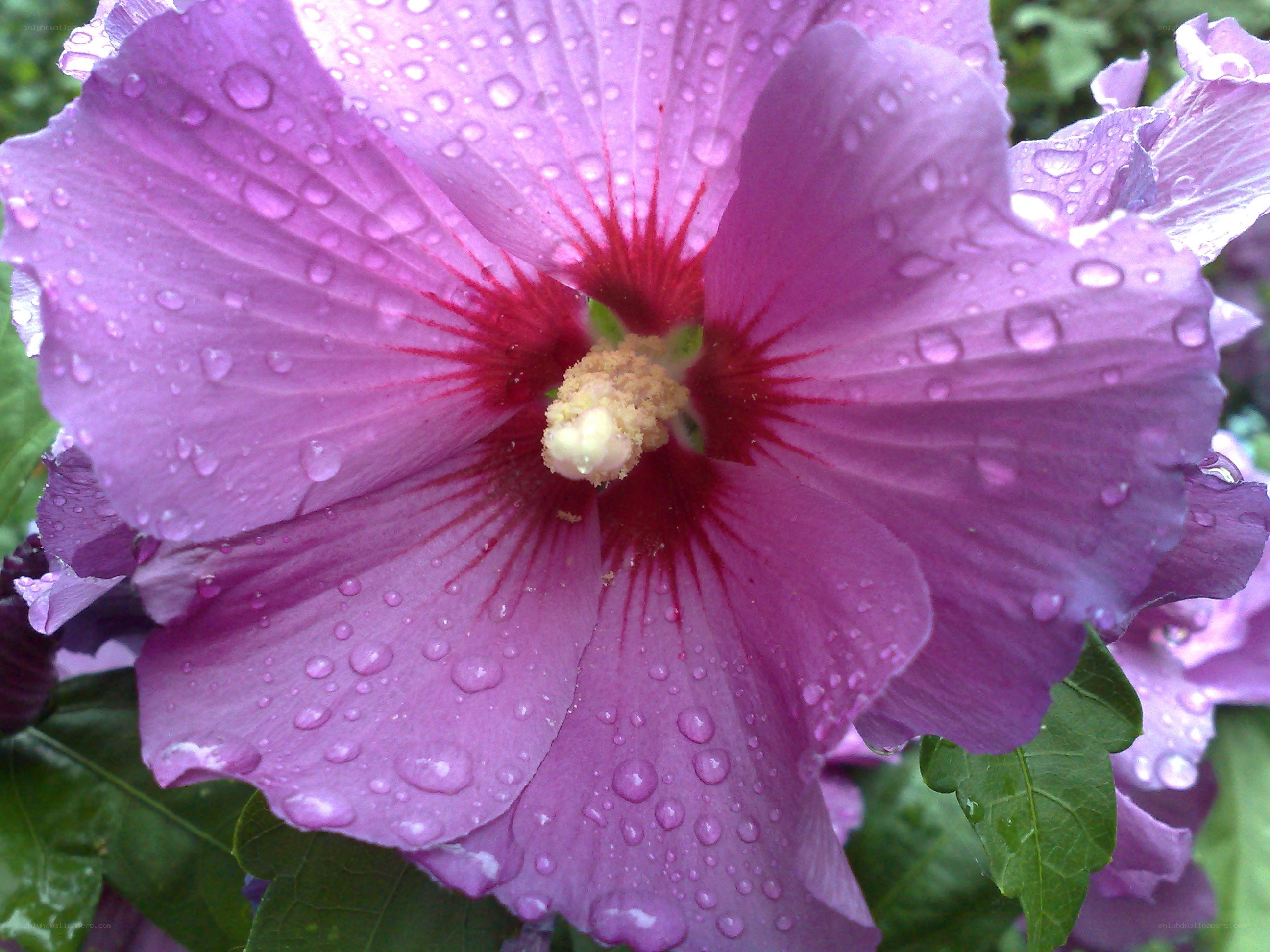 purple hibiscus with raindrops