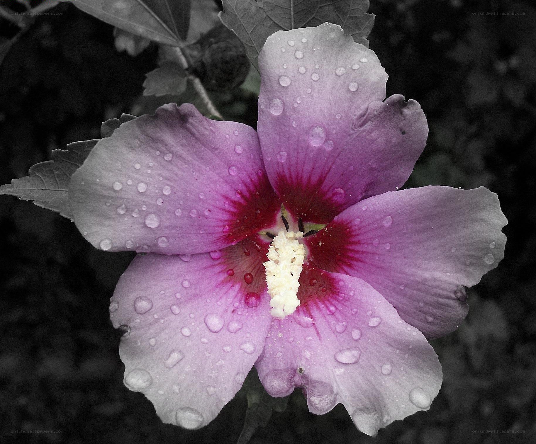 purple hibiscus with water droplets