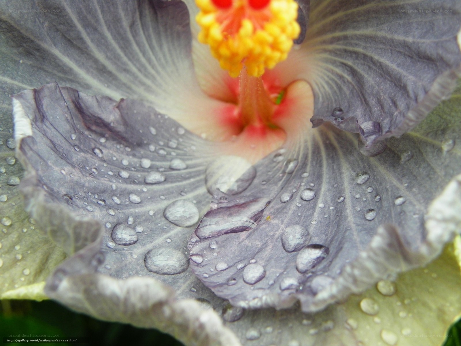 Purple hibiscus with water droplets