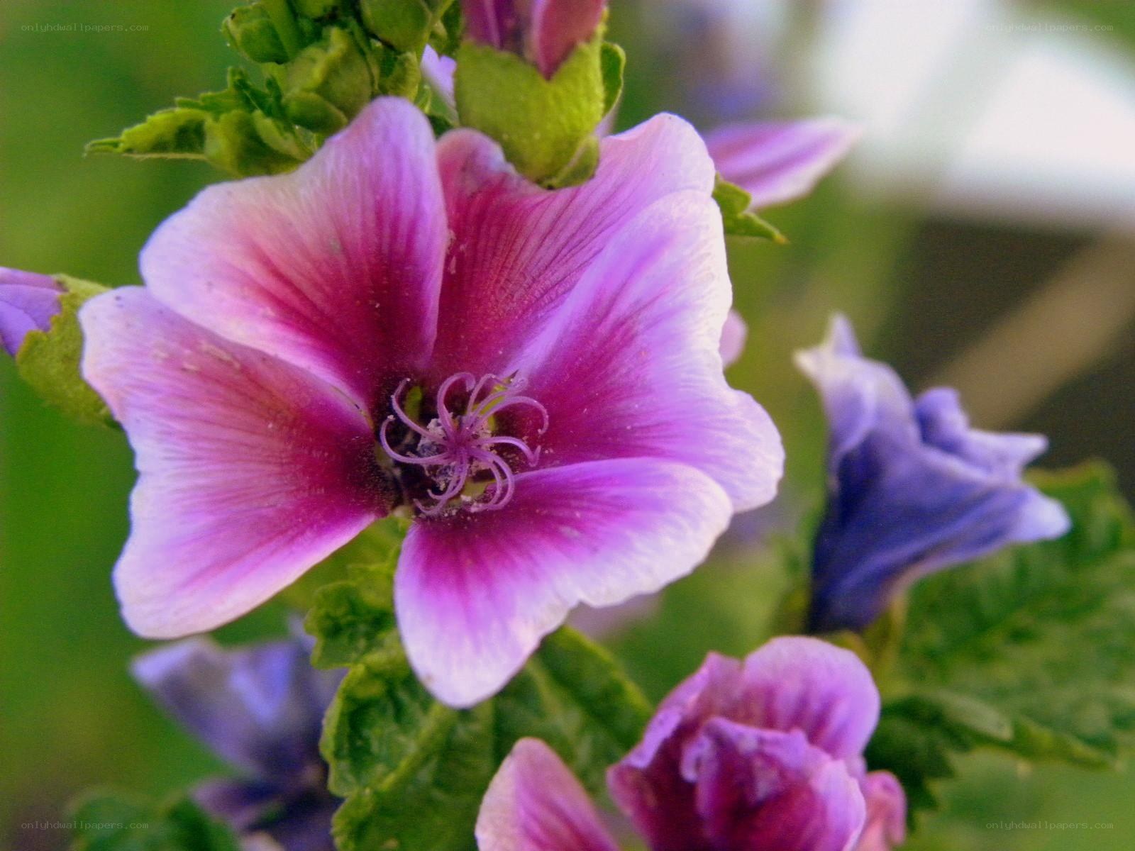 purple hollyhock flower