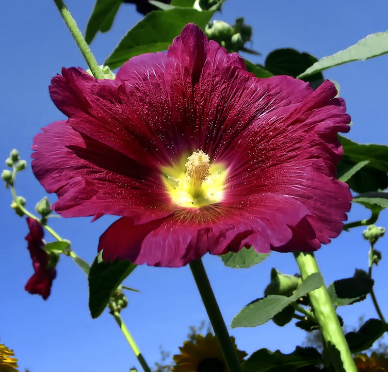 Purple Hollyhock Flower — Bright