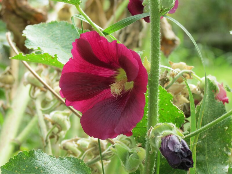 Purple hollyhock flower in bloom