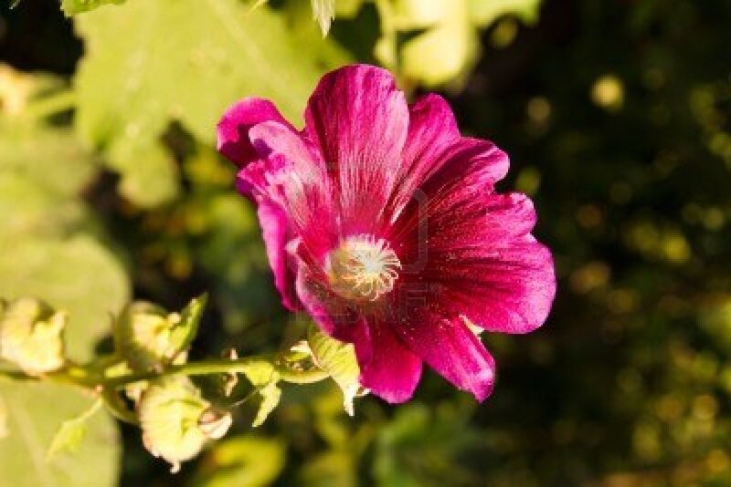 Purple Hollyhock Flower — Serene, Afternoon