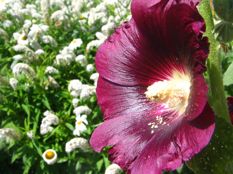 Purple Hollyhock Flower — Serene