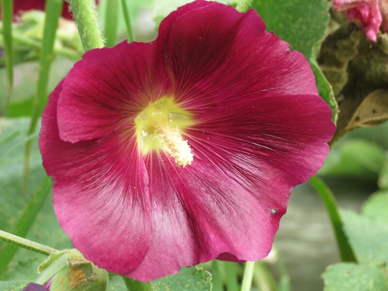 purple hollyhock flower