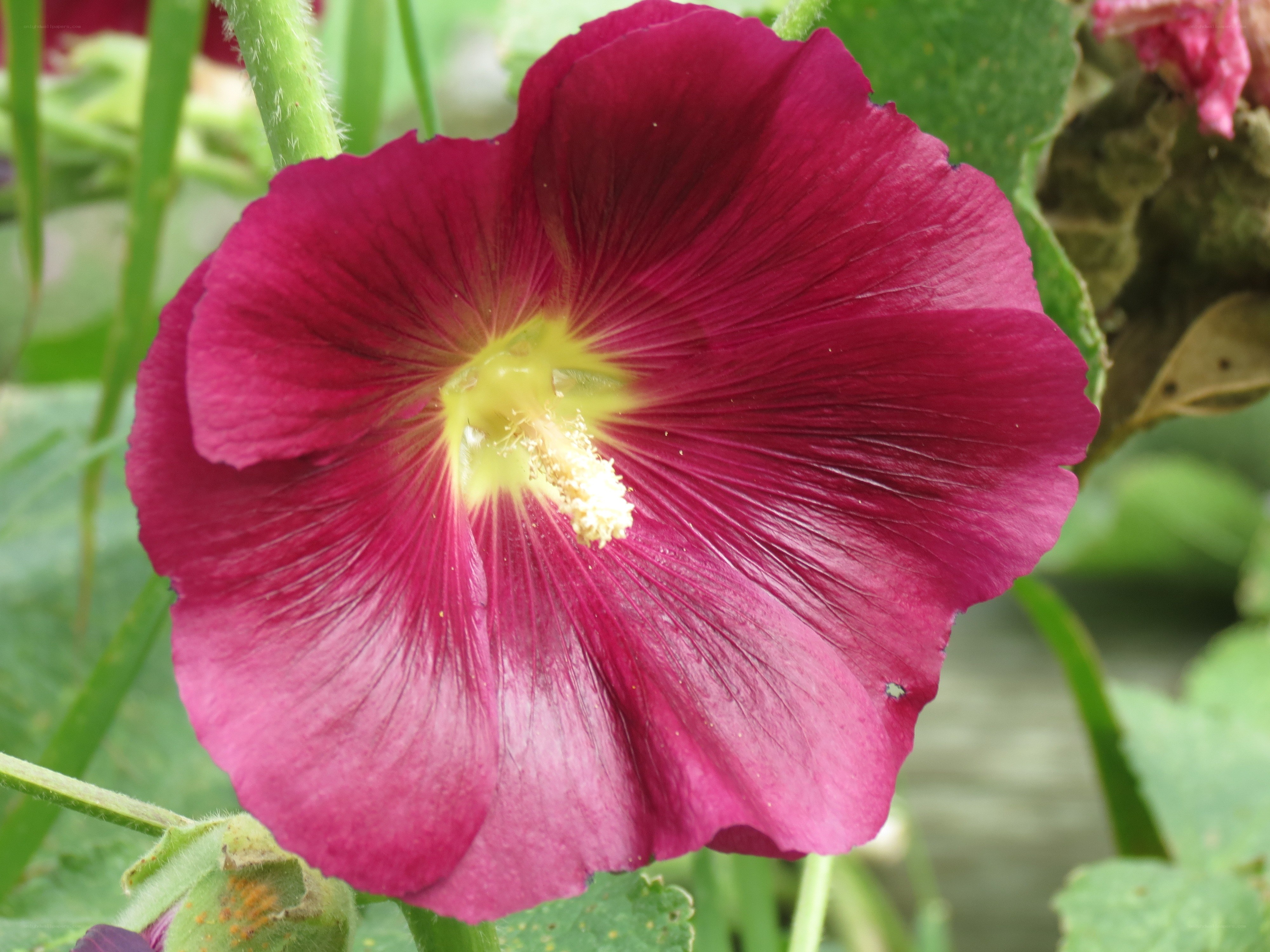 purple hollyhock flower